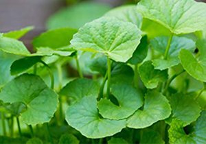 Centella Extract