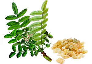 Boswellia Serrata Extract