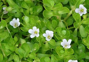 Bacopa Extract