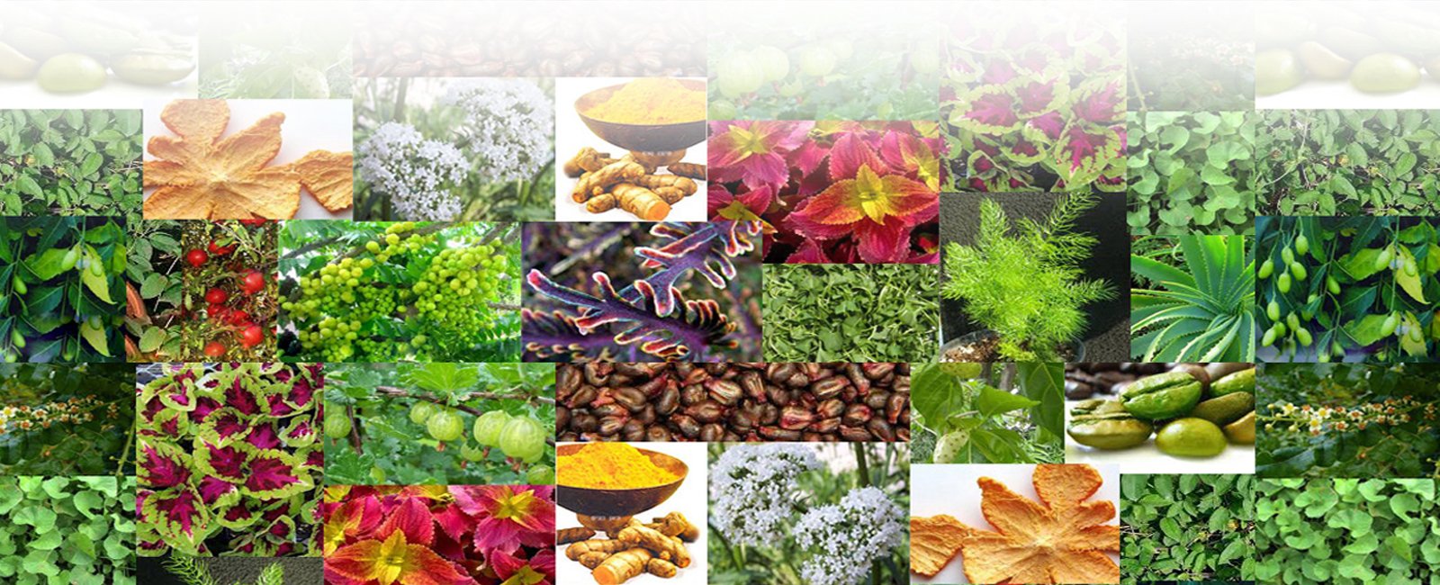 Phyto Herbal Extracts Manufacturer In India - State-of-the-art Production